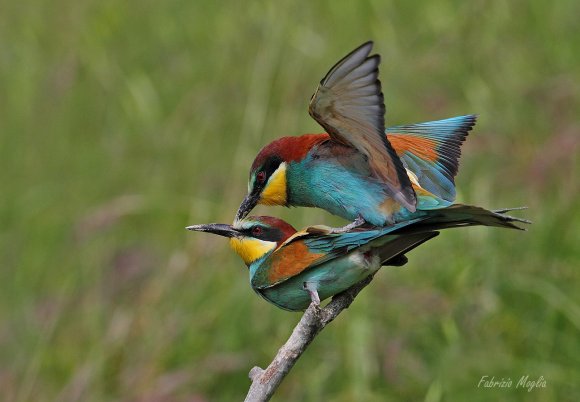 Gruccione - European bee-eater (Merops apiaster)