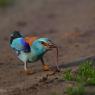 Ghiandaia marina - European roller (Coracias garrulus)