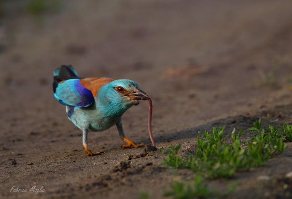 Ghiandaia marina - European roller (Coracias garrulus)