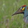 Gruccione - European bee-eater (Merops apiaster)