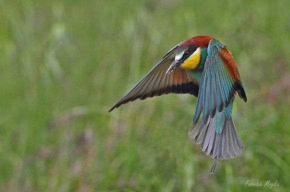 Gruccione - European bee-eater (Merops apiaster)