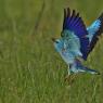 Ghiandaia marina - European roller (Coracias garrulus)