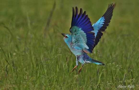 Ghiandaia marina - European roller (Coracias garrulus)