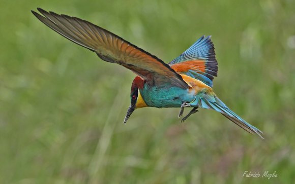 Gruccione - European bee-eater (Merops apiaster)