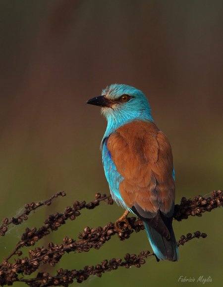 Ghiandaia marina - European roller (Coracias garrulus)