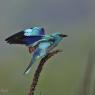 Ghiandaia marina - European roller (Coracias garrulus)