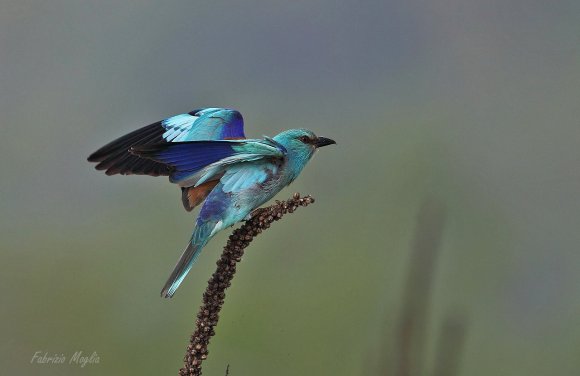 Ghiandaia marina - European roller (Coracias garrulus)