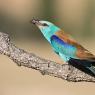 Ghiandaia marina - European roller (Coracias garrulus)