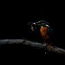 Martin Pescatore - European Kingfisher (Alcedo Atthis)