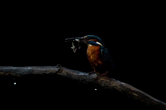 Martin Pescatore - European Kingfisher (Alcedo Atthis)