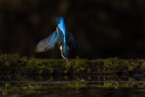 Martin Pescatore - European Kingfisher (Alcedo Atthis)