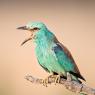 Ghiandaia marina - European roller (Coracias garrulus)