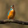 Martin Pescatore - European Kingfisher (Alcedo Atthis)