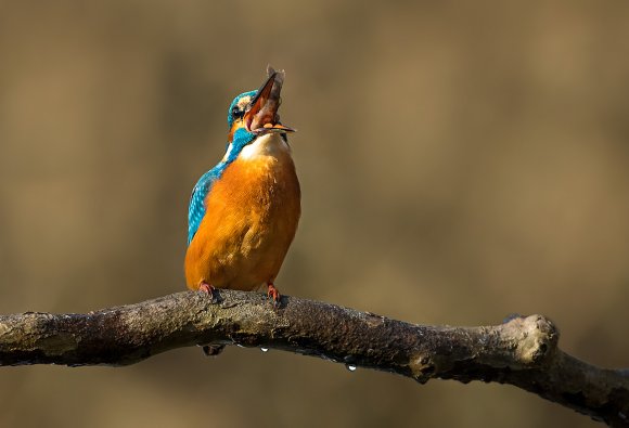 Martin Pescatore - European Kingfisher (Alcedo Atthis)