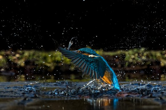 Martin Pescatore - European Kingfisher (Alcedo Atthis)