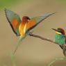 Gruccione - European bee-eater (Merops apiaster)