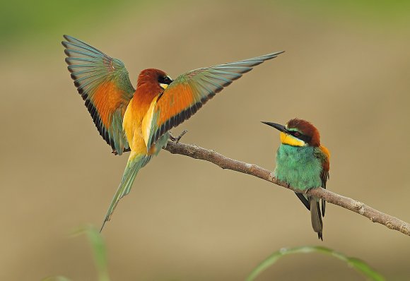 Gruccione - European bee-eater (Merops apiaster)