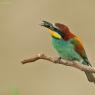 Gruccione - European bee-eater (Merops apiaster)