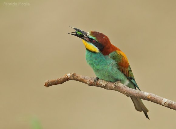 Gruccione - European bee-eater (Merops apiaster)