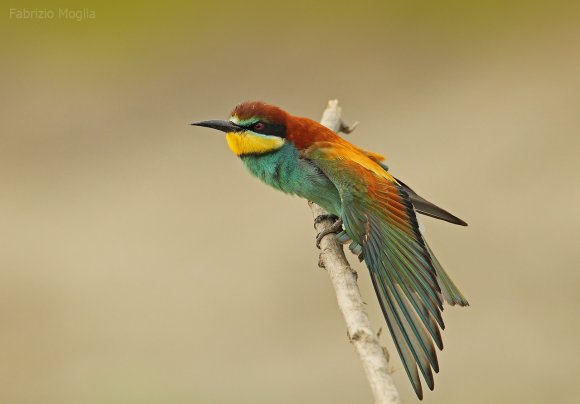 Gruccione - European bee-eater (Merops apiaster)