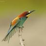 Gruccione - European bee-eater (Merops apiaster)