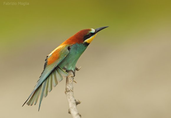 Gruccione - European bee-eater (Merops apiaster)