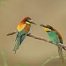 Gruccione - European bee-eater (Merops apiaster)