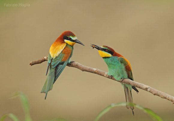 Gruccione - European bee-eater (Merops apiaster)