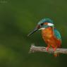 Martin Pescatore - European Kingfisher (Alcedo Atthis)