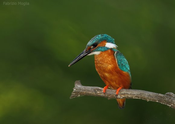 Martin Pescatore - European Kingfisher (Alcedo Atthis)