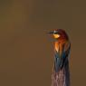 Gruccione - European bee-eater (Merops apiaster)