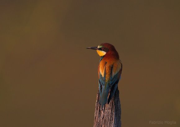 Gruccione - European bee-eater (Merops apiaster)