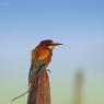 Gruccione - European bee-eater (Merops apiaster)