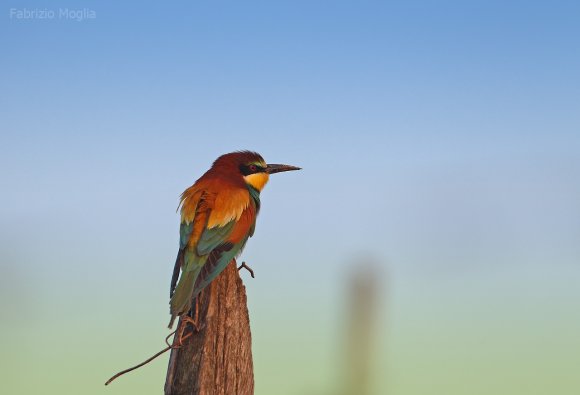 Gruccione - European bee-eater (Merops apiaster)