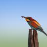 Gruccione - European bee-eater (Merops apiaster)