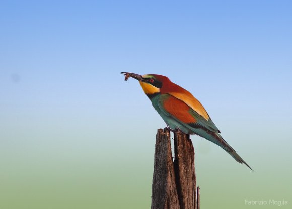 Gruccione - European bee-eater (Merops apiaster)