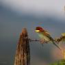 Gruccione - European bee-eater (Merops apiaster)