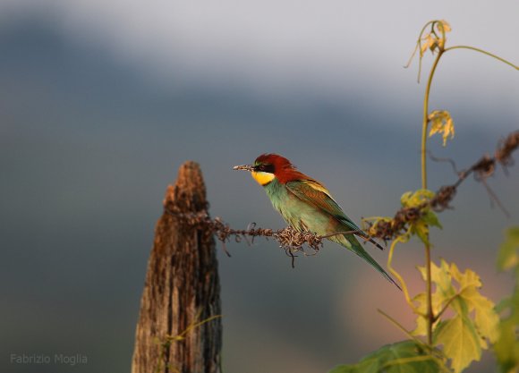 Gruccione - European bee-eater (Merops apiaster)