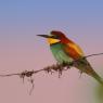 Gruccione - European bee-eater (Merops apiaster)