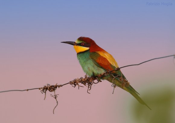 Gruccione - European bee-eater (Merops apiaster)