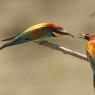 Gruccione - European bee-eater (Merops apiaster)