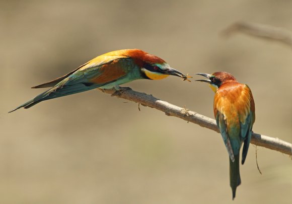 Gruccione - European bee-eater (Merops apiaster)