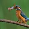 Martin Pescatore - European Kingfisher (Alcedo Atthis)