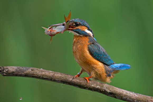 Martin Pescatore - European Kingfisher (Alcedo Atthis)