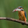 Martin Pescatore - European Kingfisher (Alcedo Atthis)