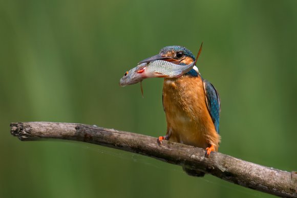 Martin Pescatore - European Kingfisher (Alcedo Atthis)