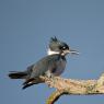 Belted kingfisher (Megaceryle alcyon)