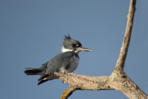 Belted kingfisher (Megaceryle alcyon)