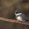 Belted kingfisher (Megaceryle alcyon)