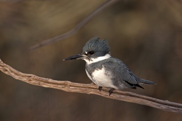 Belted kingfisher (Megaceryle alcyon)